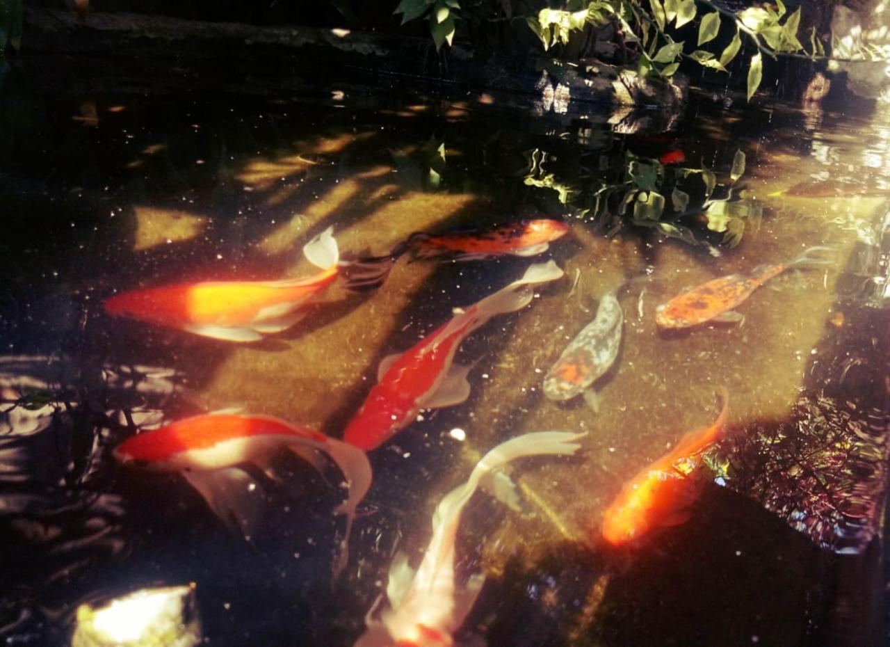 Pondok Ayu Homestay Ubud Esterno foto